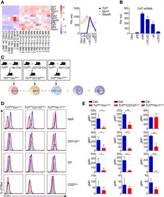 Tcf1 Sustains the Expression of Multiple Regulators in Promoting Early Natural Killer Cell Development